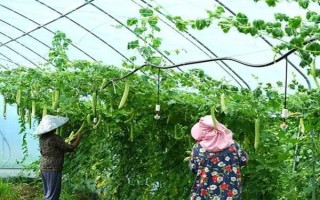 種植苦瓜的時間和方法，北方地區(qū)3-4月份可在棚內(nèi)育苗、長江流域在3月份播種