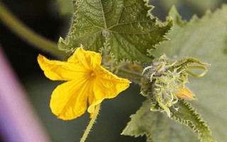 黃瓜開花不結(jié)果的原因，可能是留瓜多或施肥不當(dāng)?shù)葘?dǎo)致的