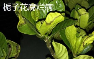 常見的梔子花病蟲害及防治方法，需對癥下藥