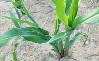 粵甜30號玉米種子介紹，秋植生育期69天