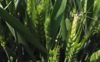 青研紫麥1號小麥種子特征特性，適宜播期10月5～15日