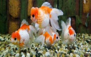 小金魚眼睛掉了怎么辦，需保持水質(zhì)的清潔并用敵百蟲藥浴
