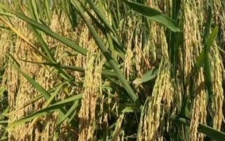 鎮(zhèn)稻36號(hào)水稻品種的特性，每畝有效穗23.3萬(wàn)