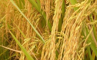 隆兩優(yōu)1234水稻品種的特性，全生育期118.3天