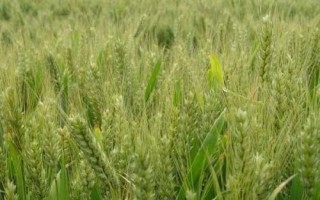 紫麥8555小麥種子介紹，小穗密度中