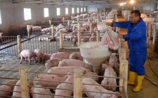 養(yǎng)殖戶對于飼料成本與飼養(yǎng)成本的誤區(qū)，飼料成本越低越好是一種錯誤的想法