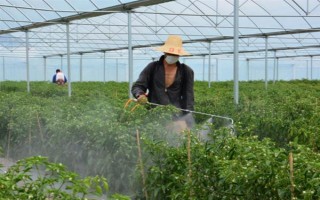 蔬菜低碳防蟲方法，可以肥治蟲、以死蟲治活蟲等