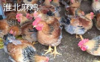 麻雞的品種有哪些，根據(jù)市場需求選擇飼養(yǎng)品種