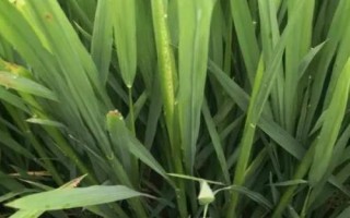 EK3S水稻種簡介，在武漢5月上旬至5月下旬播種