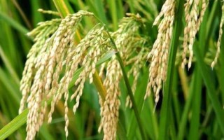 青香優(yōu)99香水稻品種的特性，特別注意防治稻瘟病