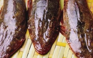 鲬魚(yú)的價(jià)格，一斤需要3-6元左右