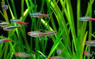 紅綠燈魚多大可以繁殖，養(yǎng)8-10個月便可繁殖
