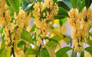 桂花有哪幾種顏色，有金黃色、黃白色、橙紅色和白色