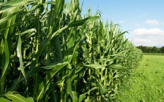 豫單903玉米種子介紹，5月下旬至6月中旬播種