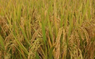 興兩優(yōu)3088水稻種子特點，晚造全生育期110～112天
