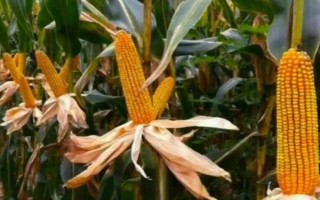 登義2號玉米品種簡介，旱地每畝3500株