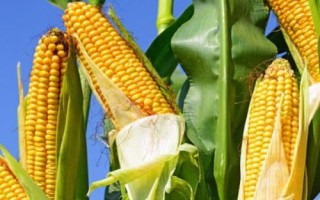 泰美甜3號玉米種簡介，生育期為85.8天