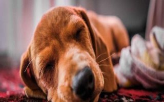 犬貓喉炎的主要表現(xiàn)，以劇烈咳嗽、喉部腫脹等為主要特征