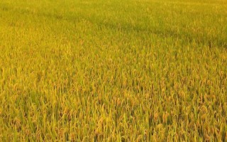 荃優(yōu)0861水稻品種簡(jiǎn)介，苗期重點(diǎn)防治稻飛虱