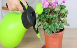 養(yǎng)花如何澆水，以下6個原則要謹記