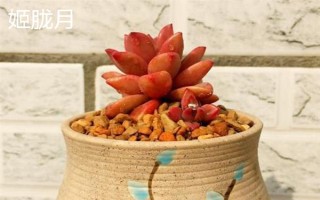 姬朧月和朧月有什么區(qū)別，前者是草本植物、后者是常綠灌木