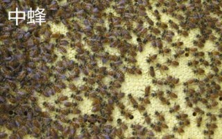 中蜂和意蜂的區(qū)別，中蜂為我國獨有的當(dāng)家品種