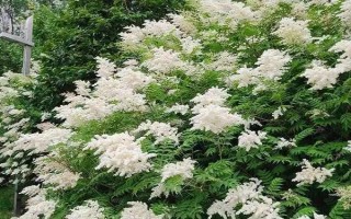 珍珠梅葉片干枯怎么辦，可采取剪葉、澆水等措施