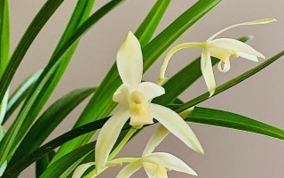 影響蘭花生長的因素，溫濕度一定要控制到位