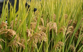 深優(yōu)9586水稻種子特征特性，每畝有效穗18萬穗