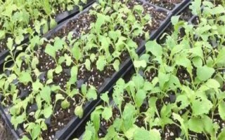 大白菜苗期病害與防治，常見(jiàn)病害有霜霉病、軟腐病、黑斑病