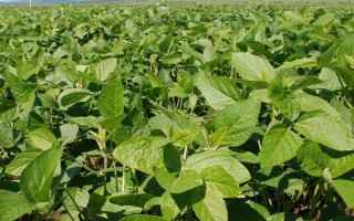 合農(nóng)71大豆品種簡(jiǎn)介，普通大豆品種