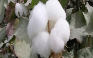 國欣棉34棉花品種的特性，轉(zhuǎn)基因抗蟲雜交棉品種