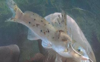 身上有花斑的鯰魚是什么魚，可能是土鯰、斑鳠或者沙塘鱧
