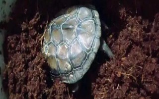 烏龜椰土冬眠如何防止真菌，清洗椰土時可加入高錳酸鉀溶液消毒