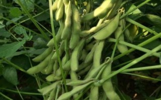 瑞黃1號(hào)（區(qū)試名稱：黔豆19-1）大豆品種的特性，播種時(shí)期為3月下旬至5月上旬