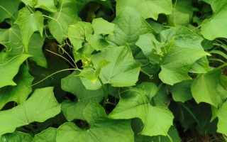 什么時候種植佛手瓜，在4-5月份種植可提高成活率