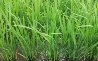 粵香430水稻品種簡(jiǎn)介，感溫型常規(guī)稻品種