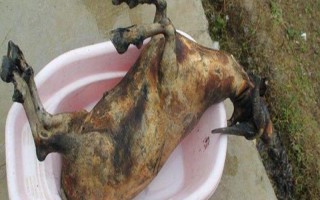 殺山羊怎么去毛，趁熱拔毛又快又干凈
