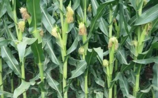 合育58玉米種子介紹，適宜密度為4500株/畝左右