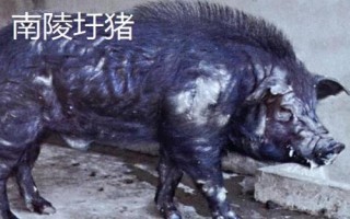 安徽南陵縣的特產(chǎn)，所產(chǎn)大米批準(zhǔn)為國(guó)家地理標(biāo)志保護(hù)產(chǎn)品