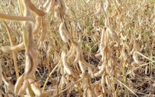 吉育115大豆品種簡介，中抗大豆灰斑病