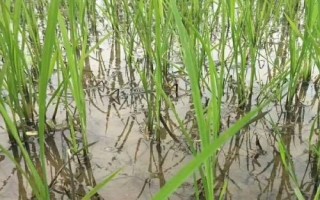 全兩優(yōu)鄂豐絲苗水稻品種簡介，生育期132.2天