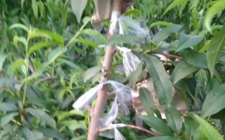 油桃是由什么嫁接的，用純正的桃樹(shù)枝條做接穗嫁接而成的