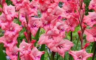 送老師什么花好，可選擇康乃馨、百合花、劍蘭、向日葵等