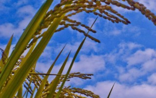 廣泰優(yōu)華占水稻種子介紹，特別注意防治白葉枯病