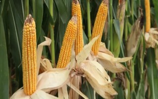 先達(dá)304玉米種子特征特性，中等肥力以上地塊栽培