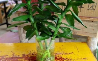 怎么養(yǎng)富貴竹，適宜生長在陰涼的環(huán)境中