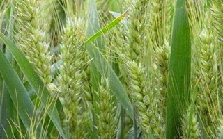 齊民6號小麥品種的特性，適宜播期10月5日～10日