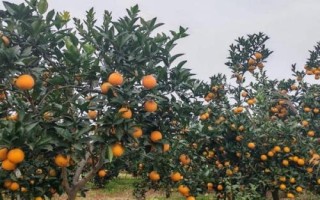 柑橘的晚熟品種，常見(jiàn)的有不知火、春見(jiàn)、大雅柑、明日見(jiàn)等