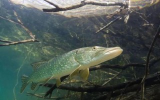 狗魚的生活習(xí)性，我國(guó)有黑斑狗魚和白斑狗魚兩種